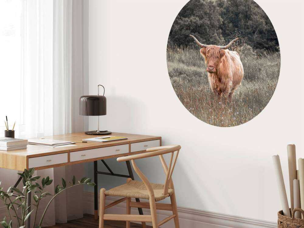 Szkocki wyżyn na polu