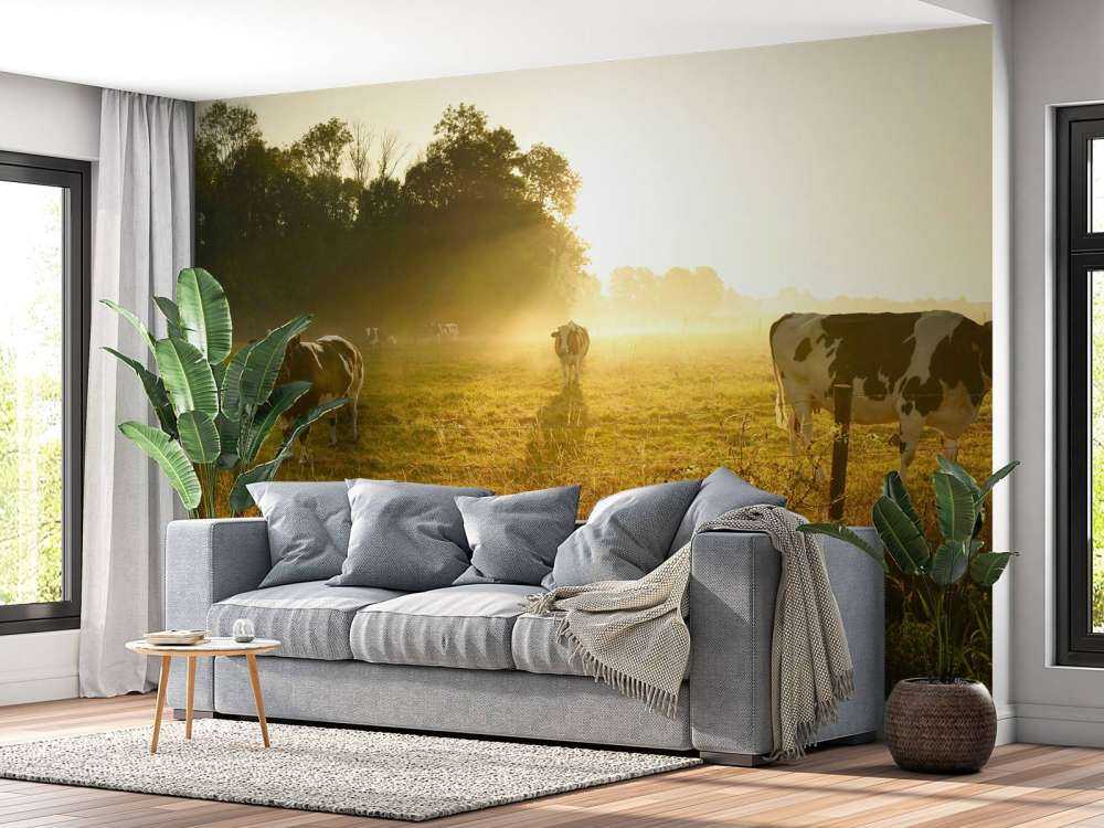 Krowa o wschodzie słońca