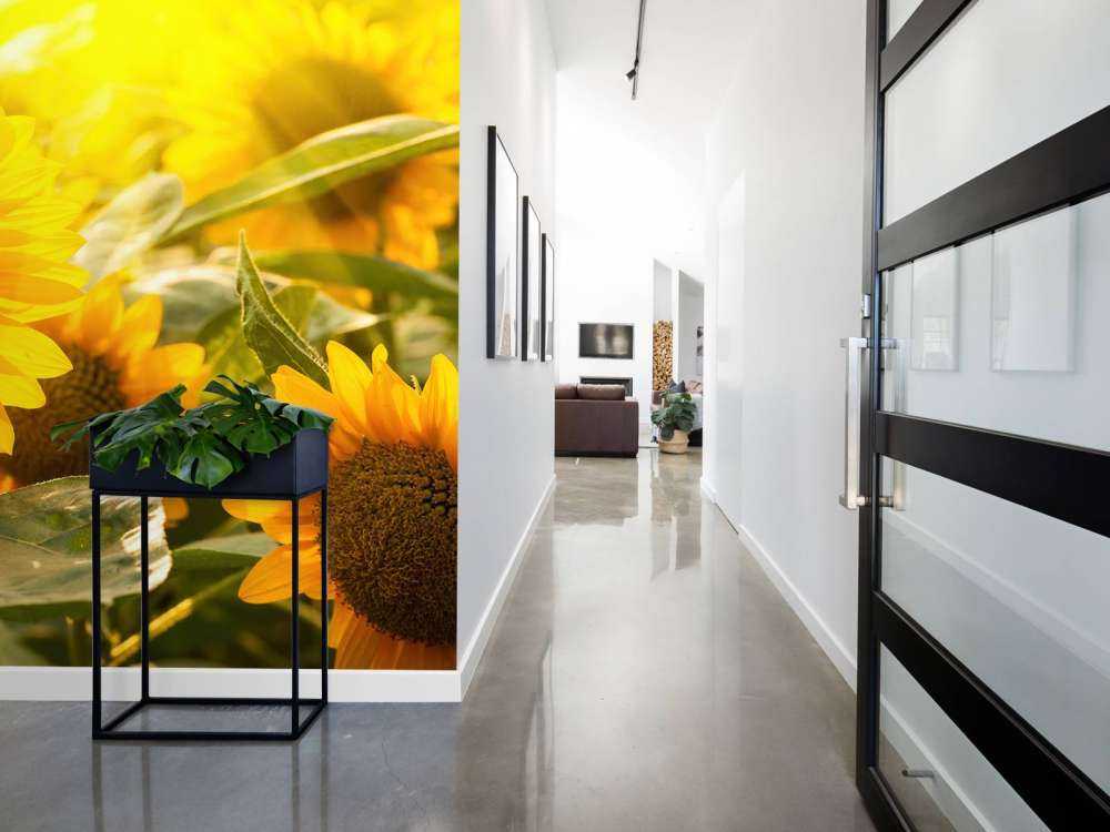 Słoneczniki i słońce