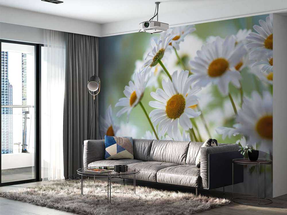 Stokrotki w zbliżeniu