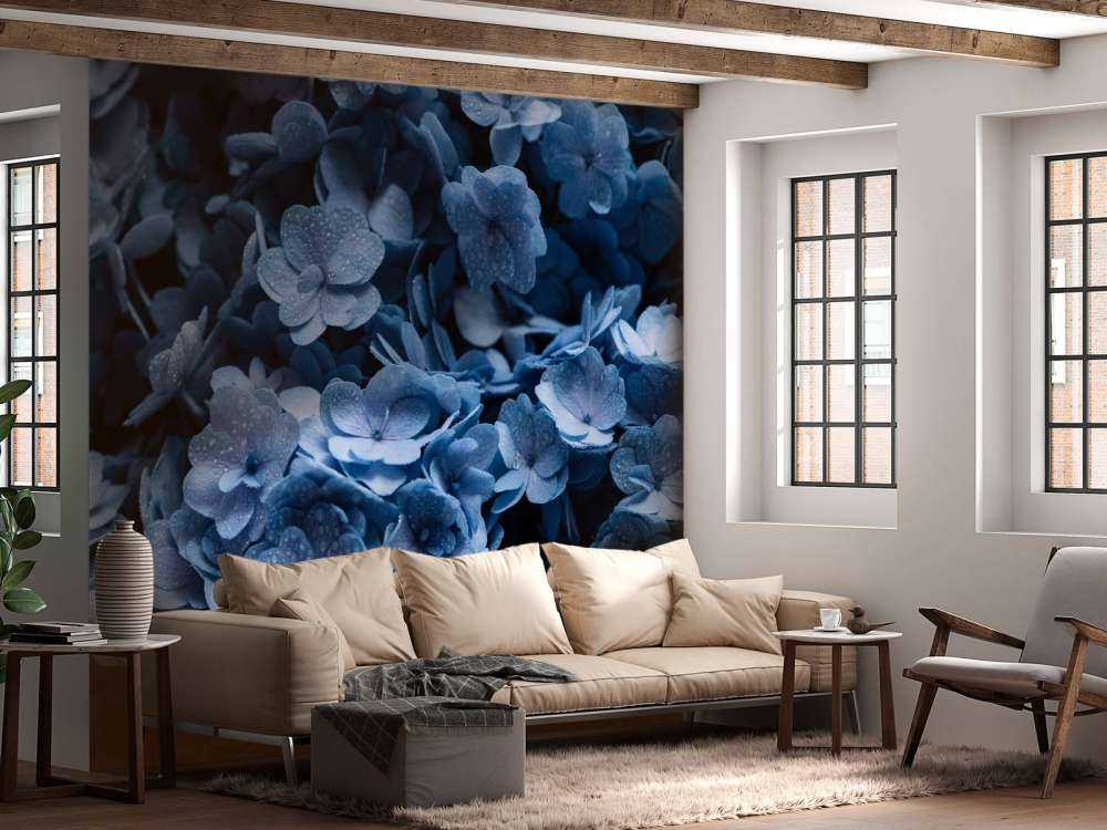 Błękitne hortensje w zbliżeniu