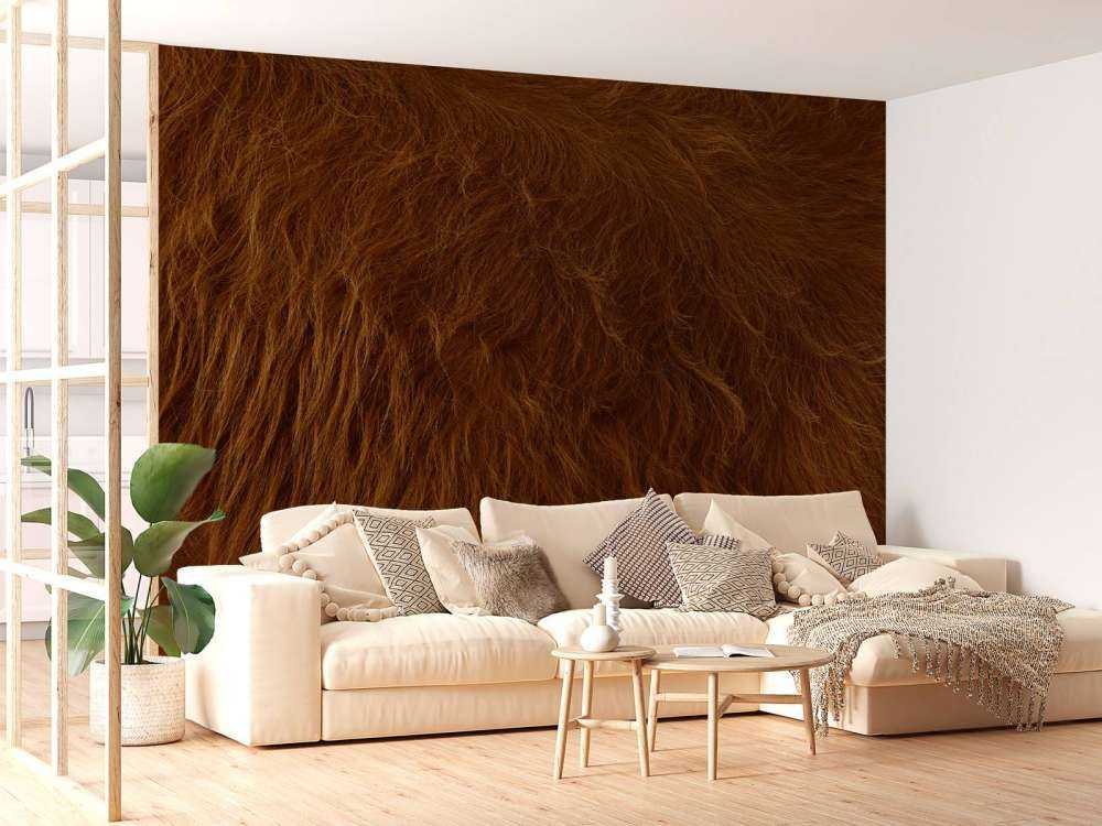 Sierść szkockiego wyżynna