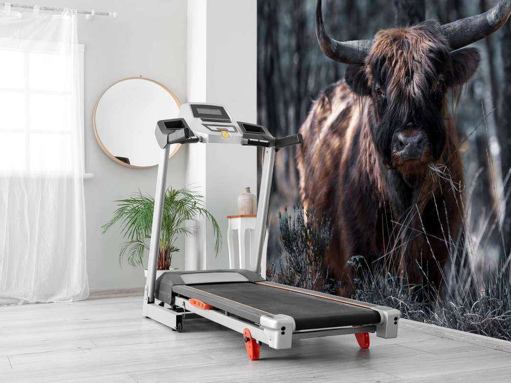 Szkocka rasa wyżynna