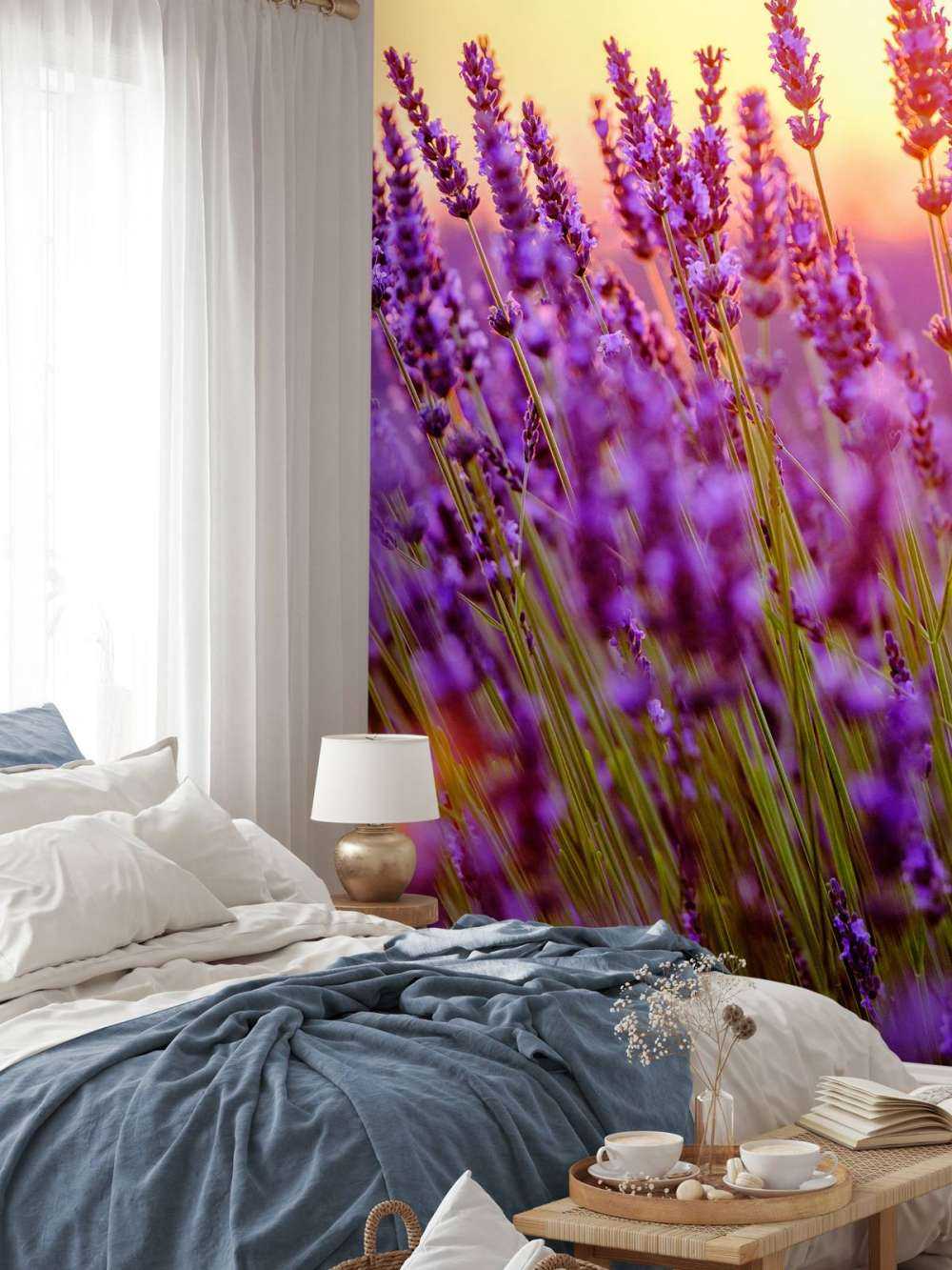 Lawenda w zbliżeniu