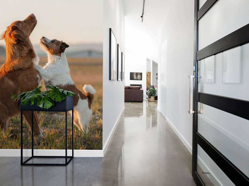 Psy patrzące w górę