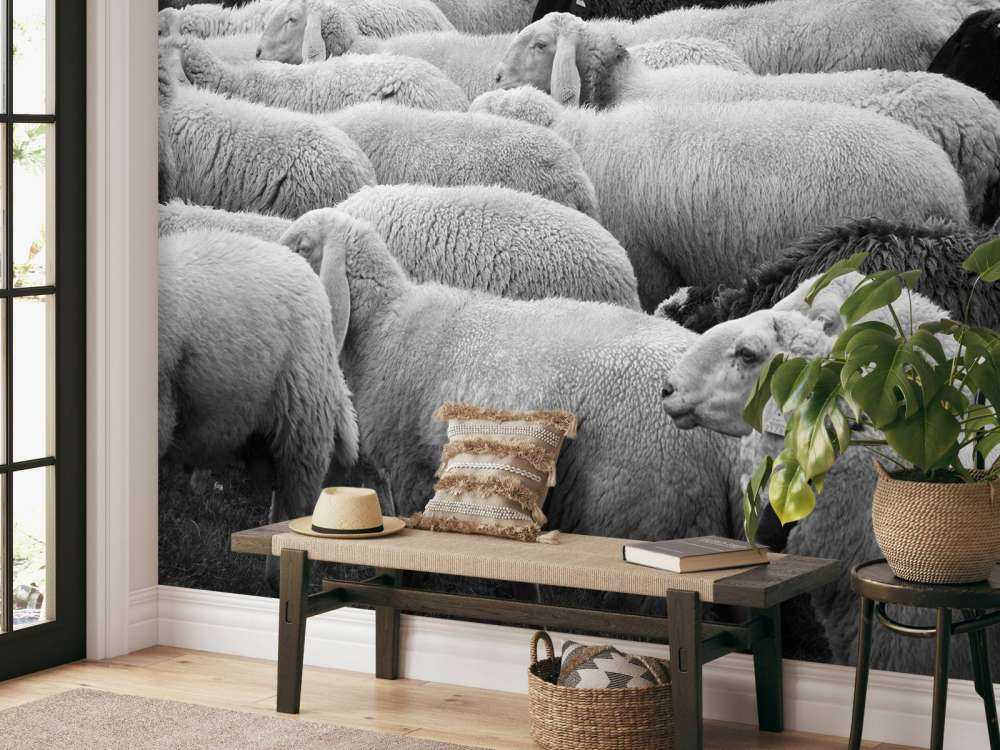 Czarna i biała owca