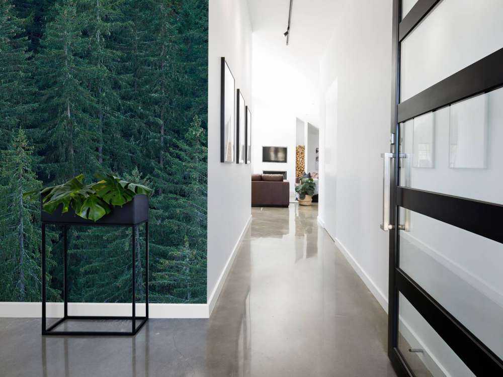 Drzewa iglaste z szyszkami sosnowymi