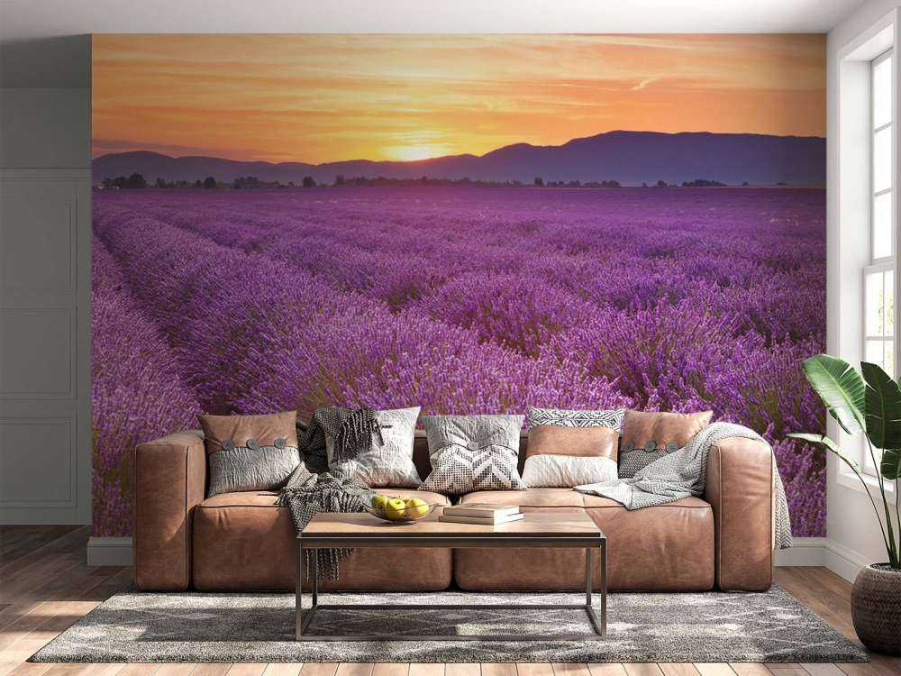 Pole pełne lawendy.