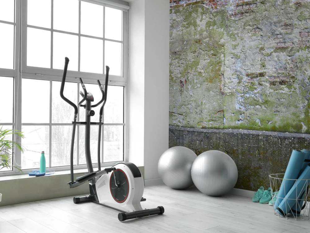 Mech na starej ścianie