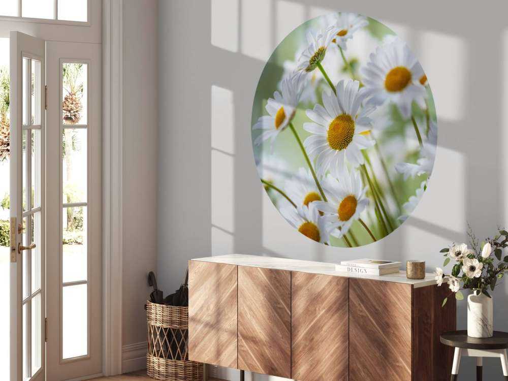 Stokrotki w zbliżeniu