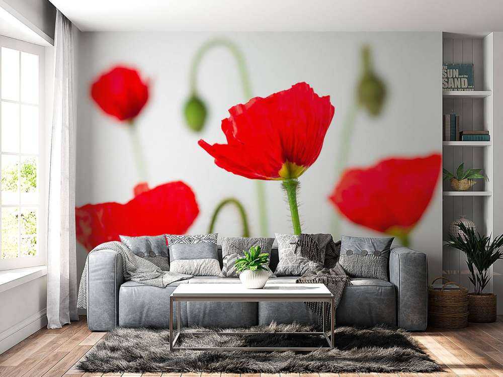 Zbliżenie na czerwone maki