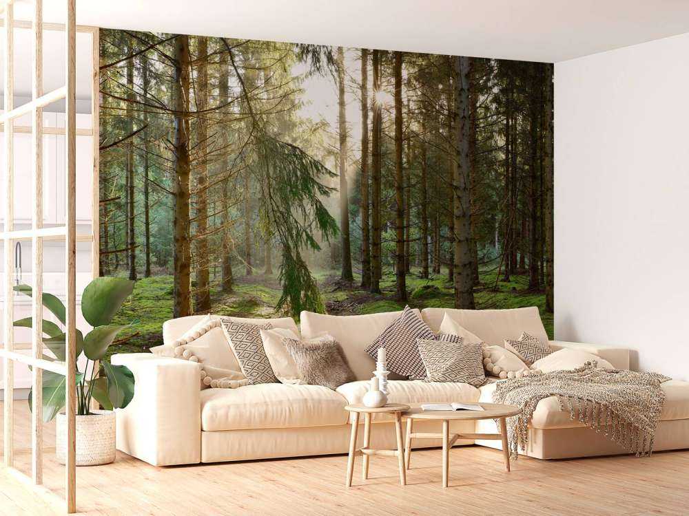 Las iglasty w porannym słońcu