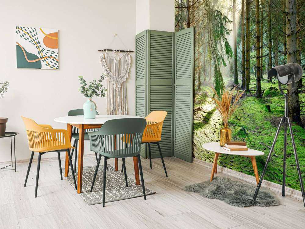 Las iglasty w porannym słońcu