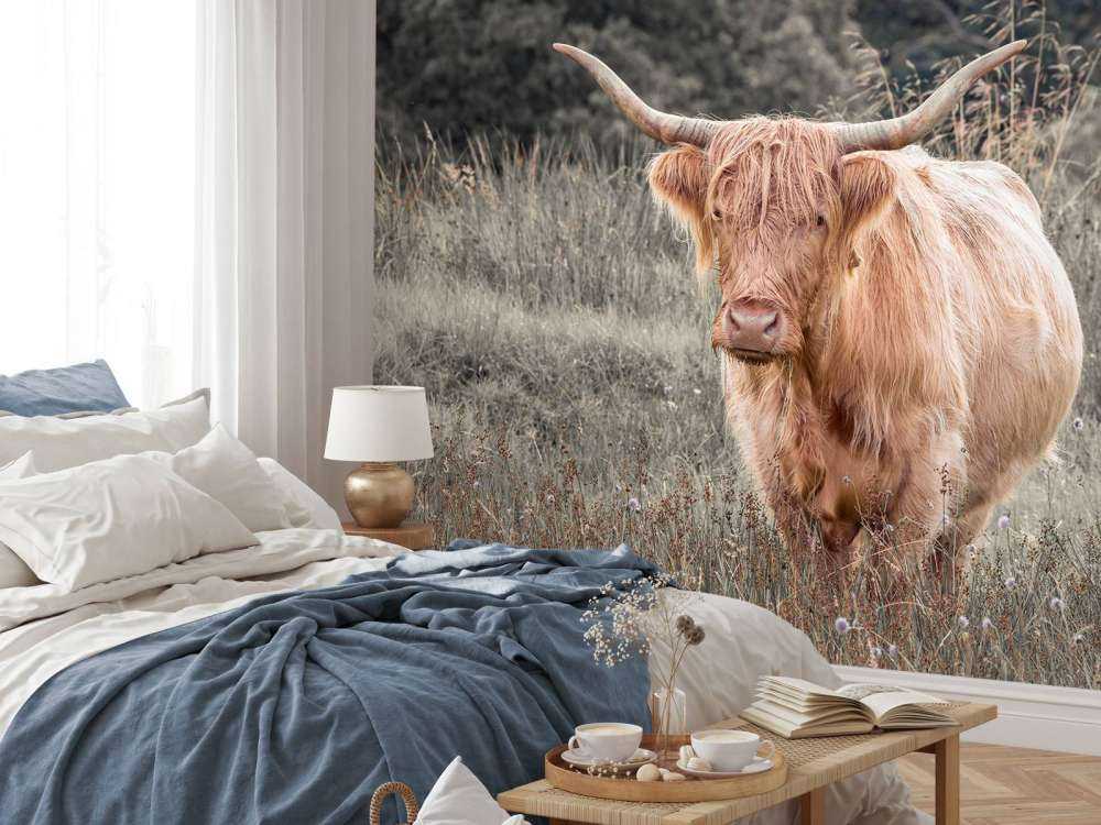 Szkocki wyżyn na polu