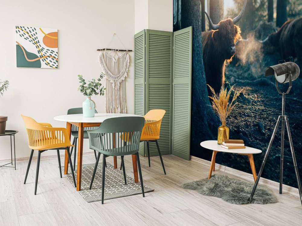 Szkocki byk w porannym świetle