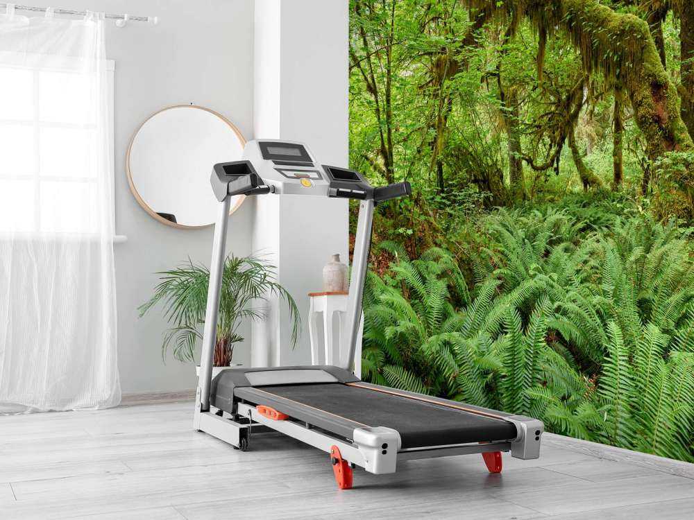 Paprocie w starym lesie