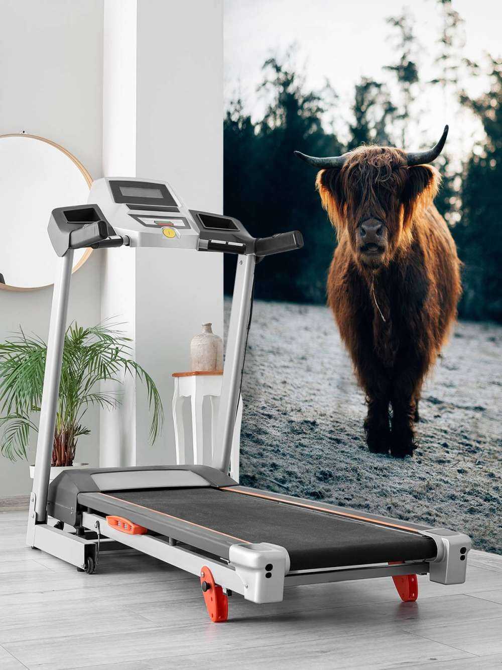 Szkocki góral w porannym słońcu