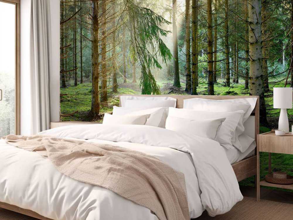 Las iglasty w porannym słońcu