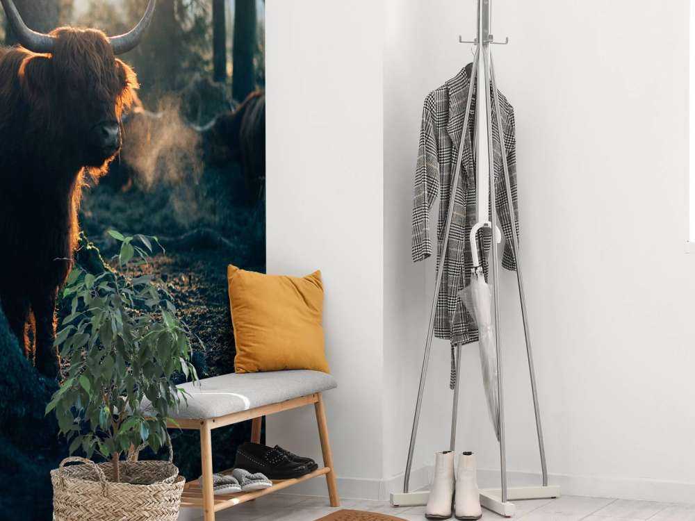 Szkocki byk w porannym świetle