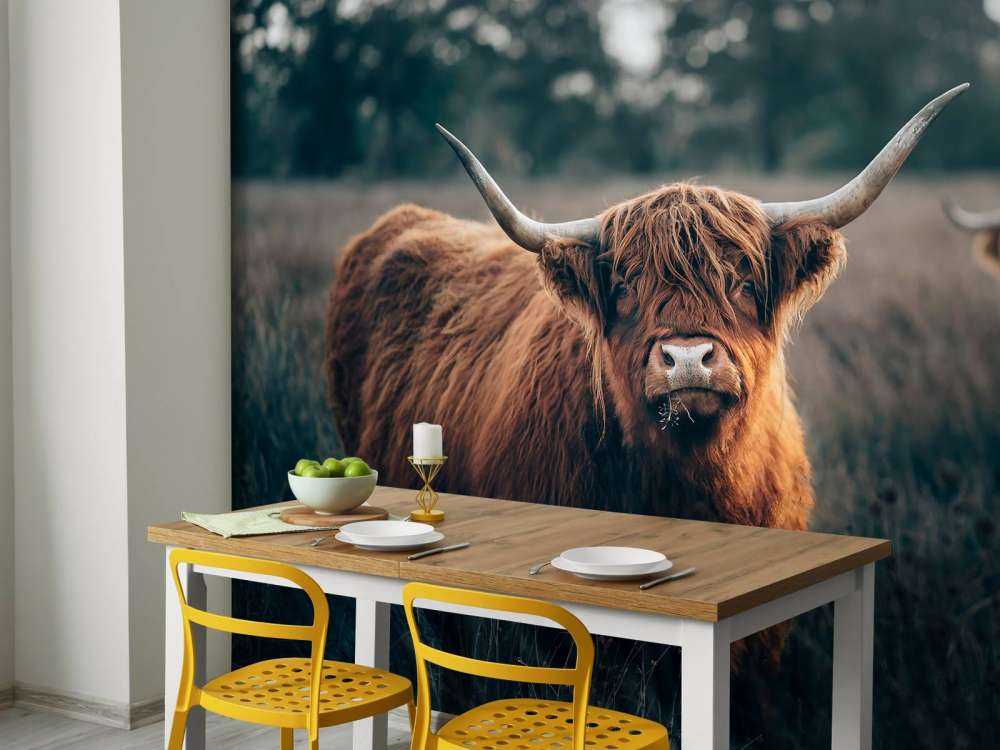 Szkocki góral w zbliżeniu