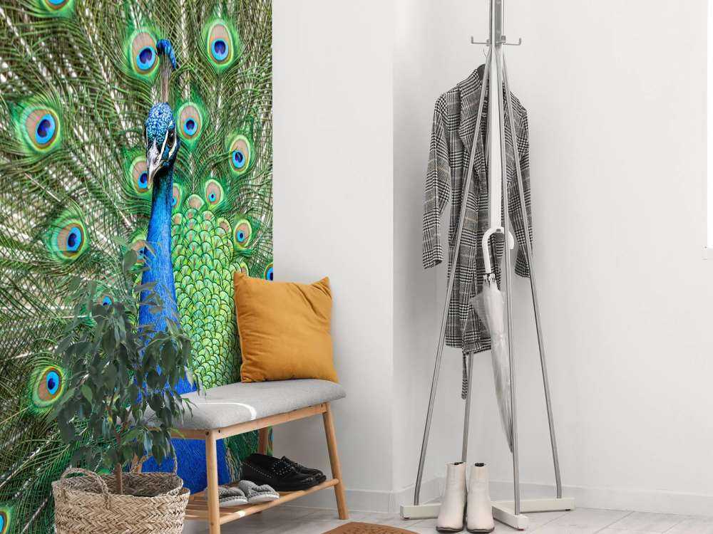 Paw z rozszerzonymi piórami