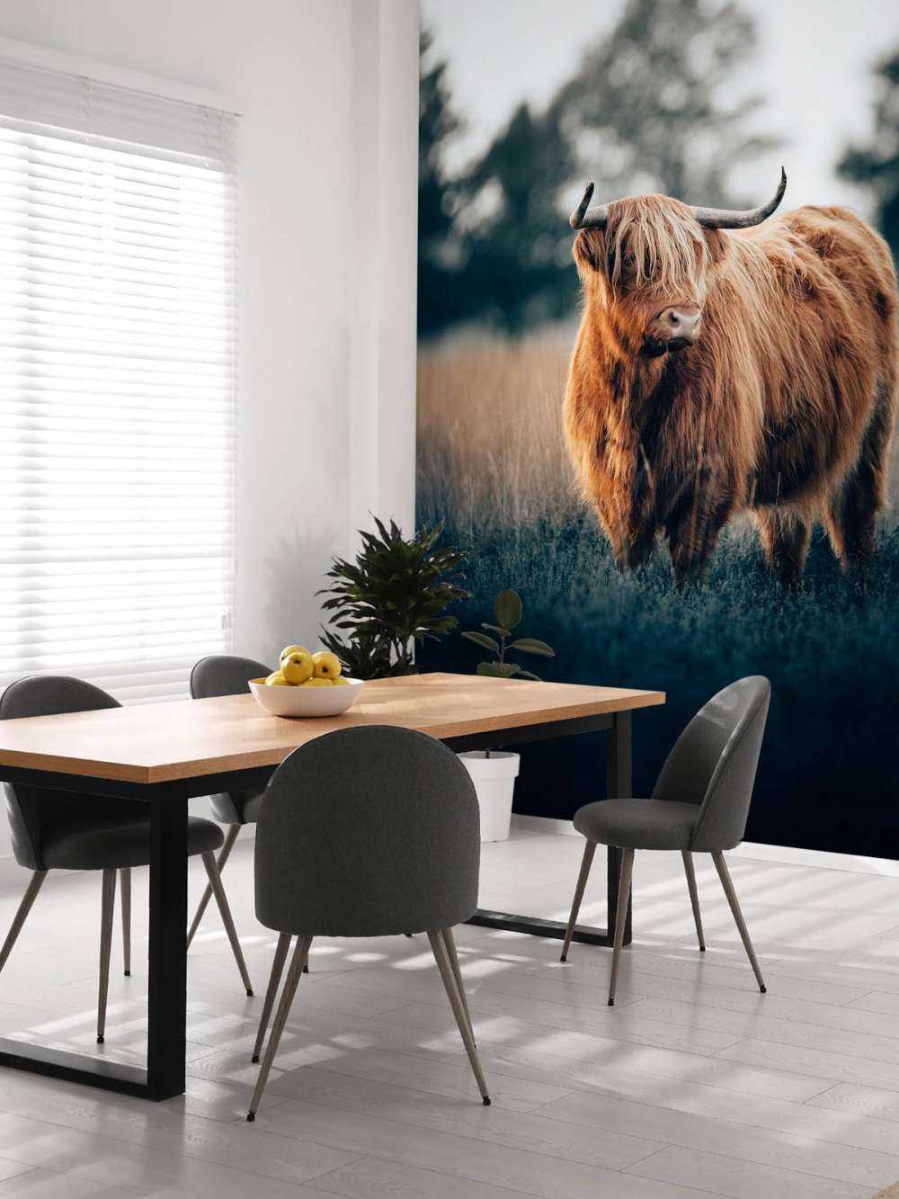 Portret góralskiego bydła