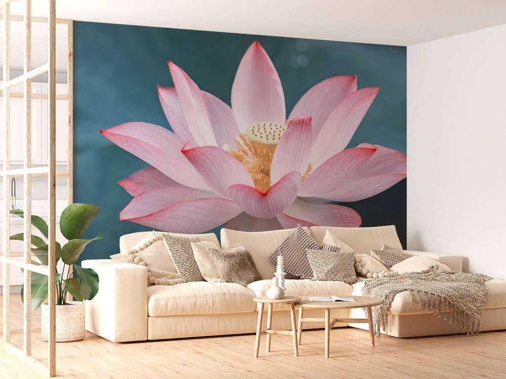 Kwiat lotosu w zbliżeniu