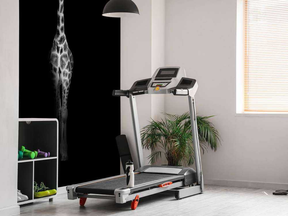 Żyrafa czarno-biała