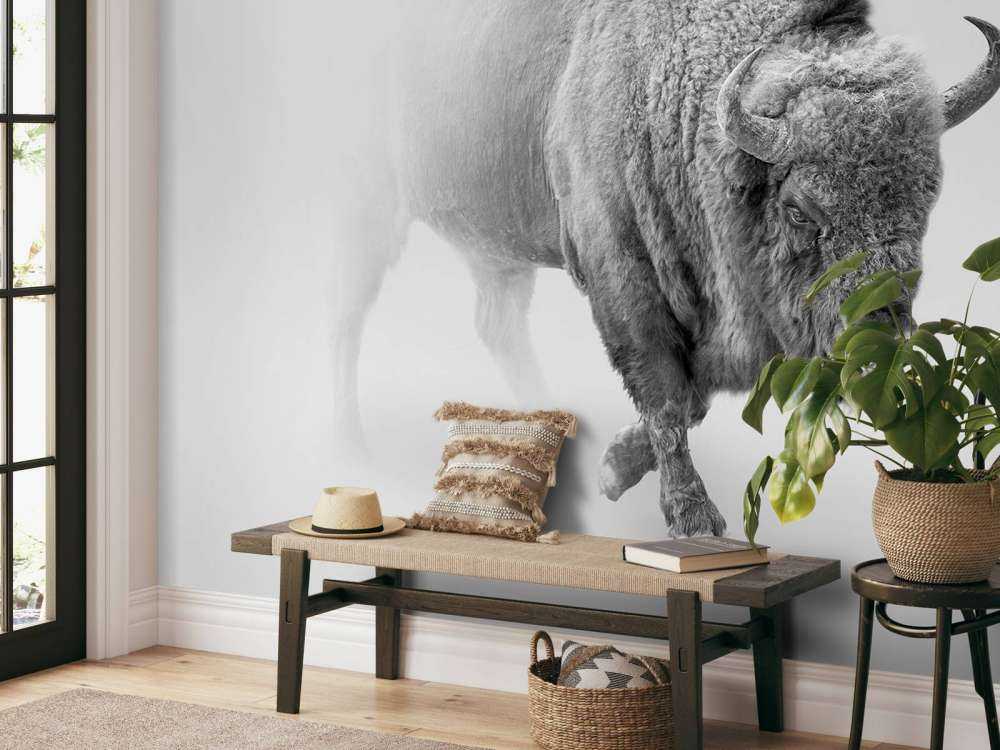 Żubr czarny i biały