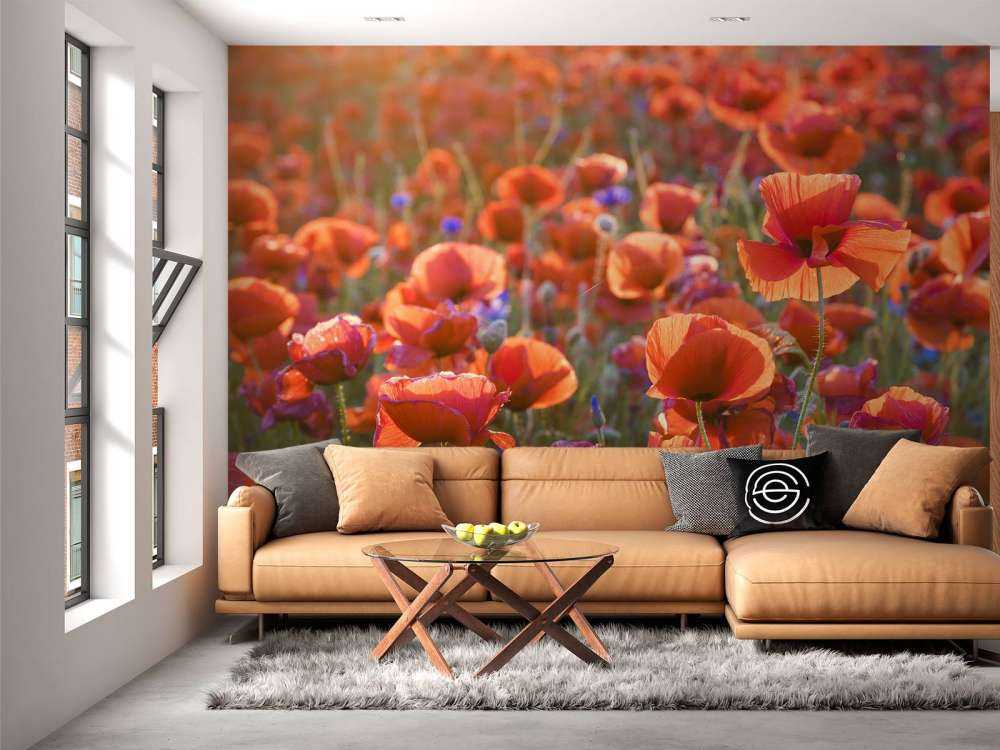 Maki w wieczornym świetle