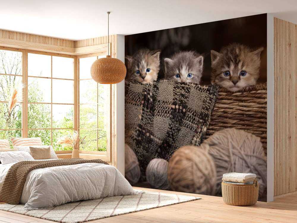 Trzy kocięta w koszyku