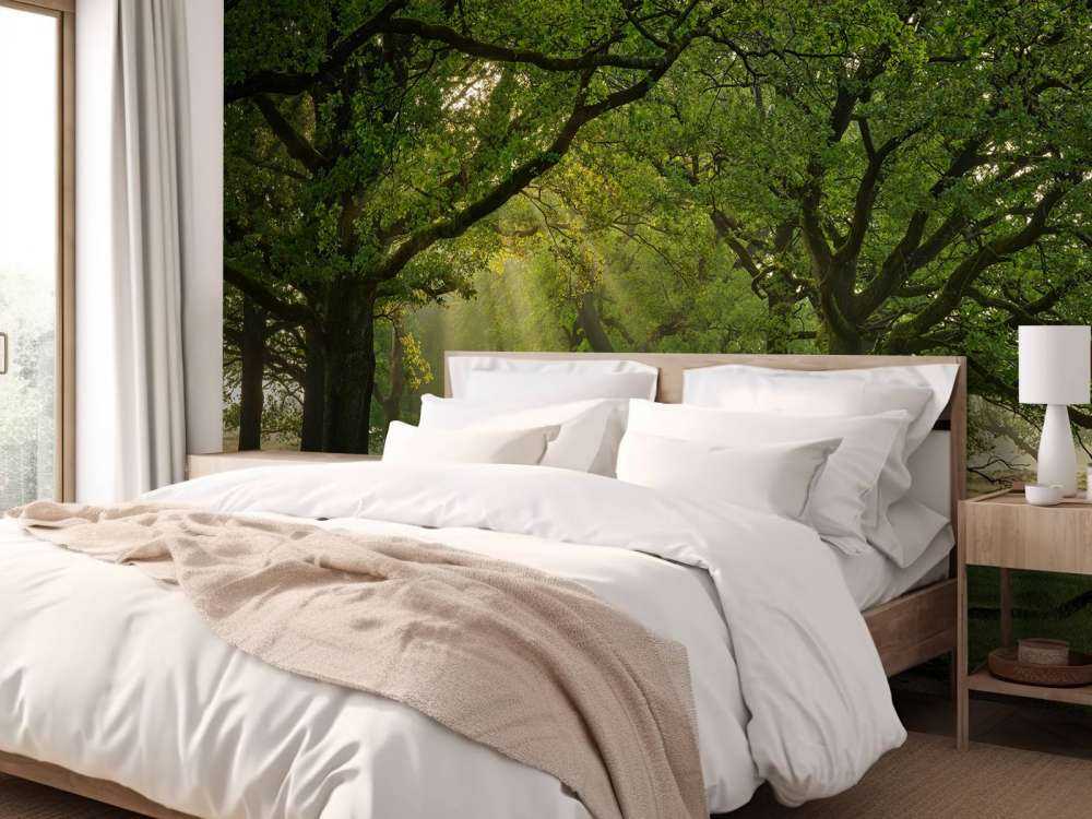 Ścieżka między dębami