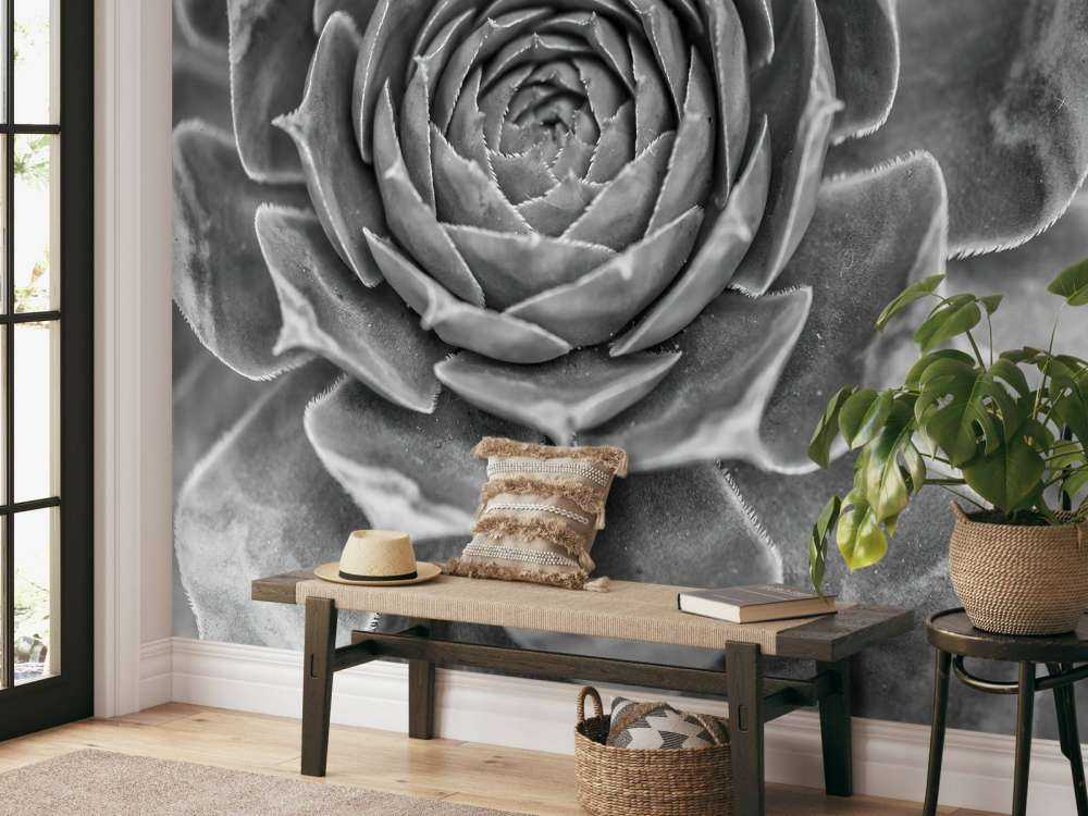 Sukulent w zbliżeniu