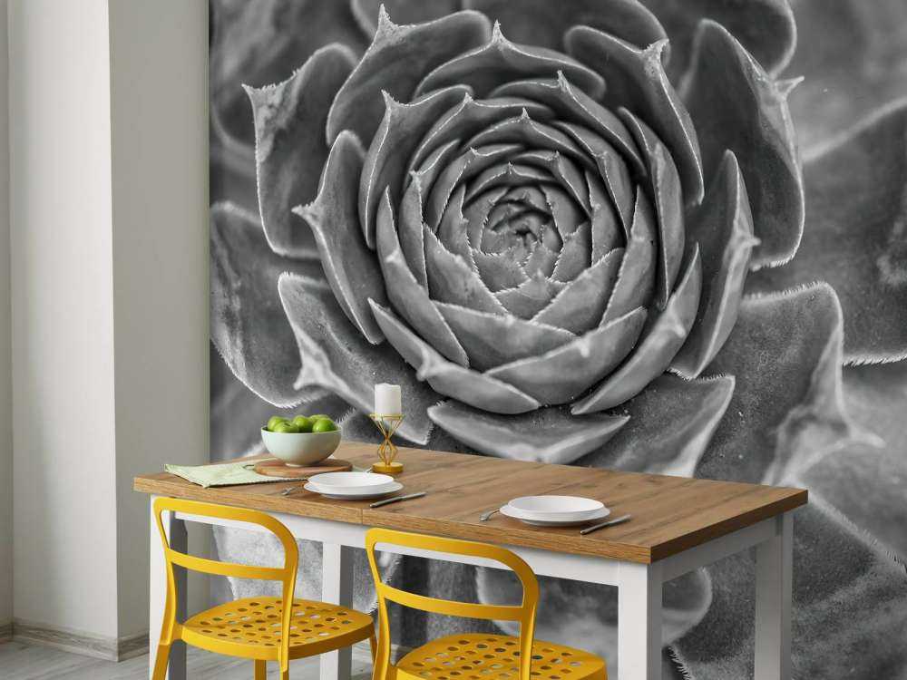 Sukulent w zbliżeniu