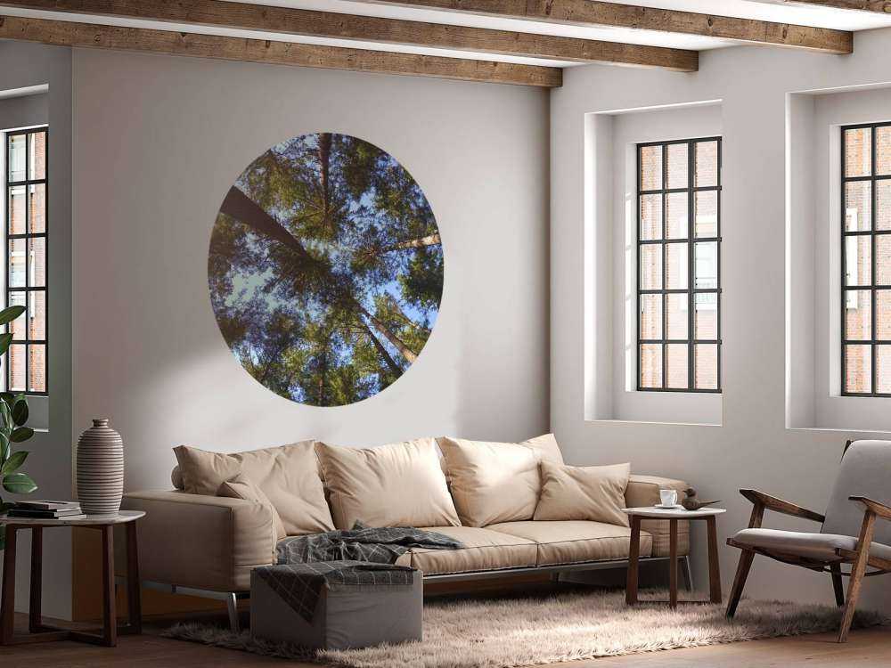 Wysokie drzewa iglaste