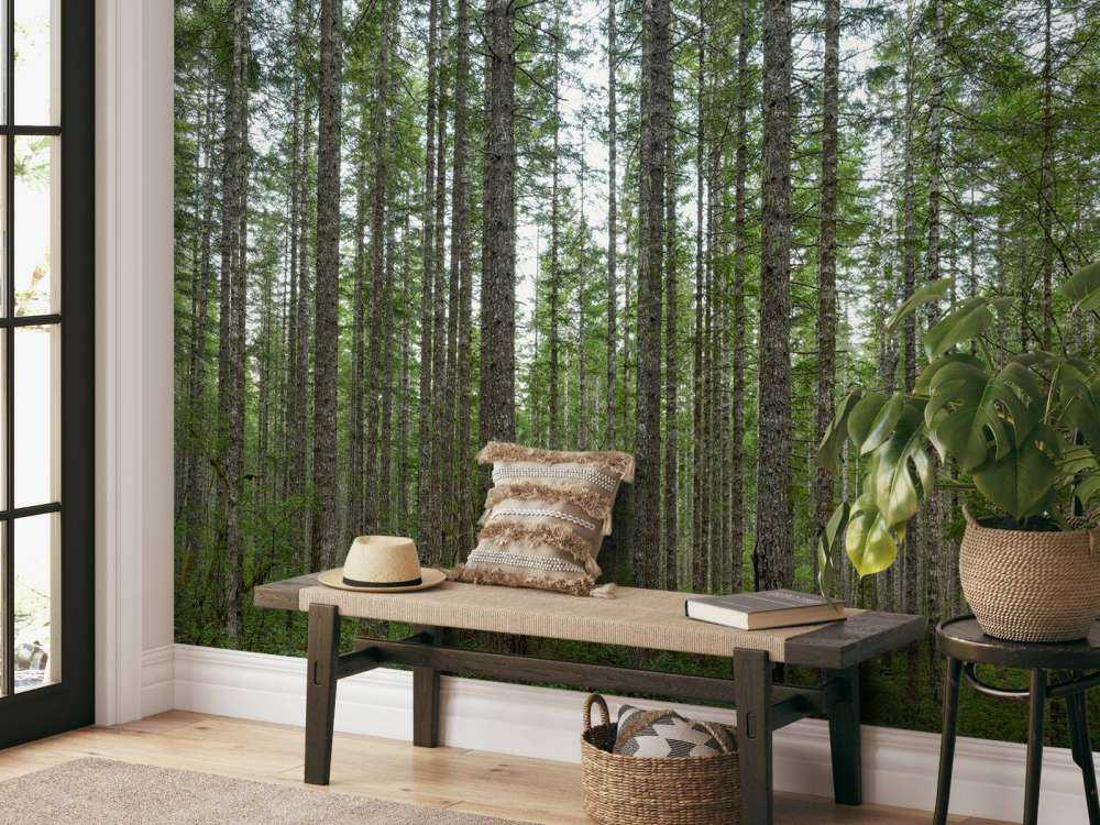 Drzewa wysoko wyprostowane