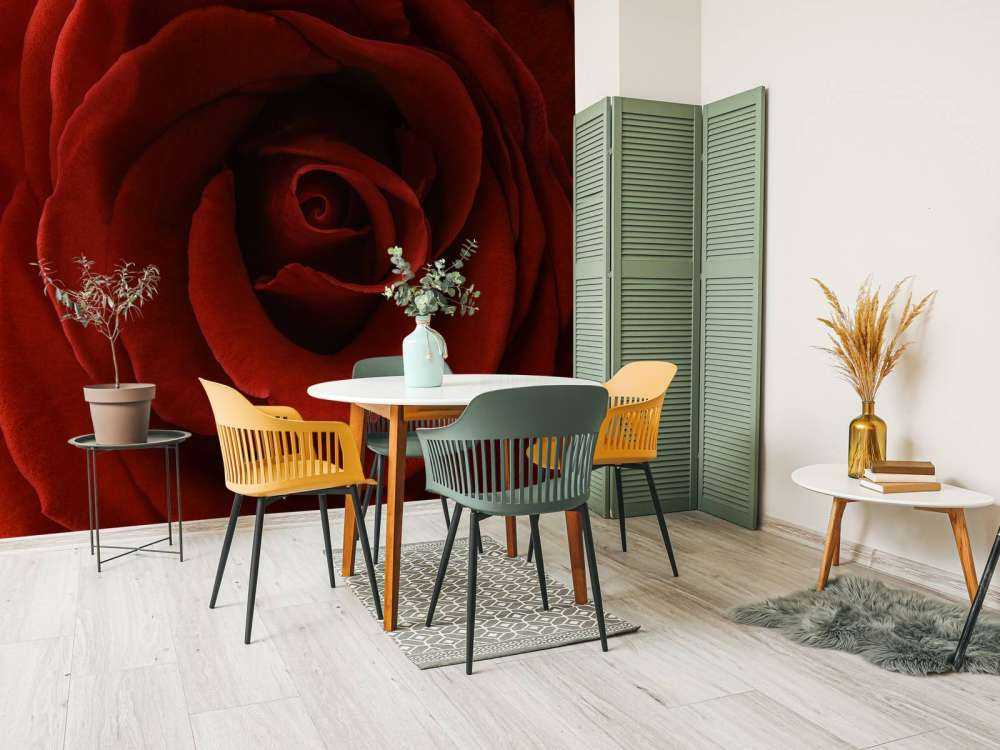 Zbliżenie na czerwoną róże