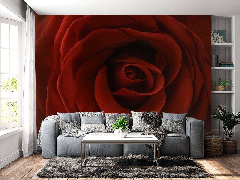 Zbliżenie na czerwoną róże