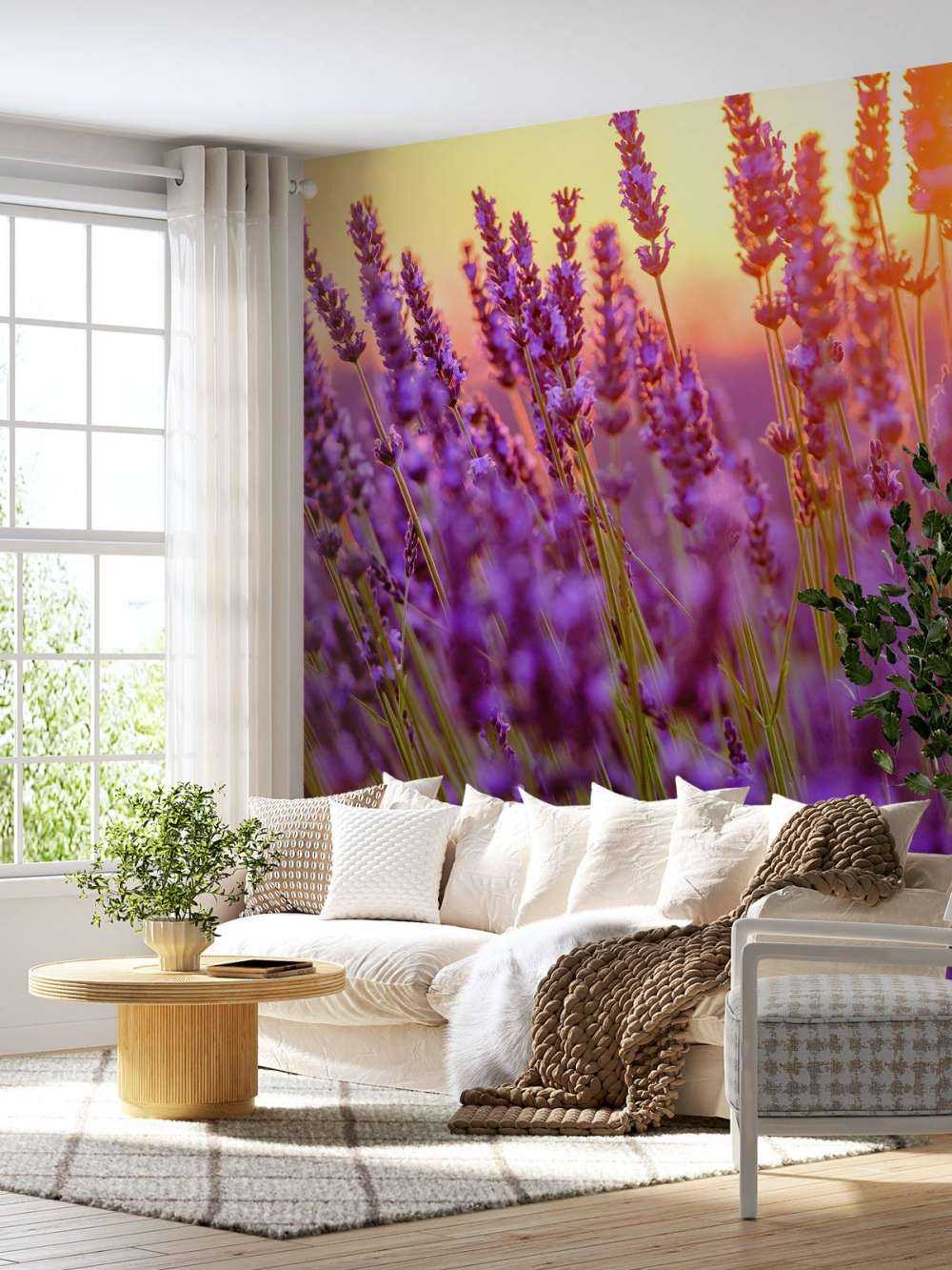 Lawenda w zbliżeniu