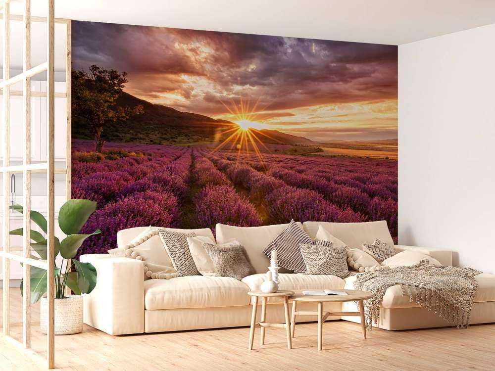 Lawenda pod słońcem