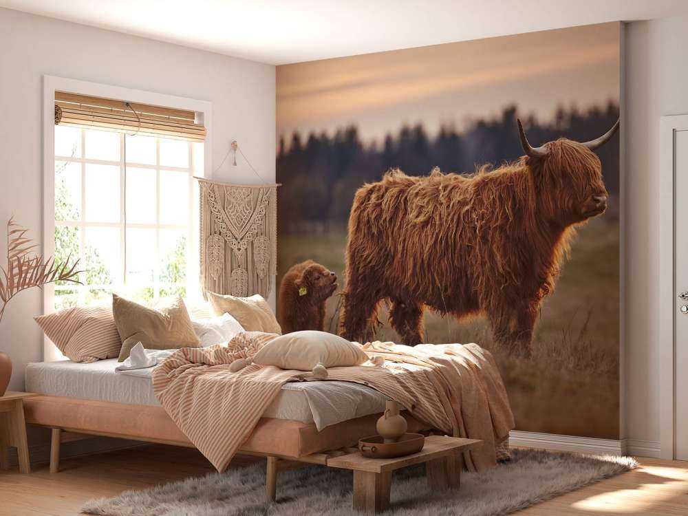 Szkockie wyżyny na łące