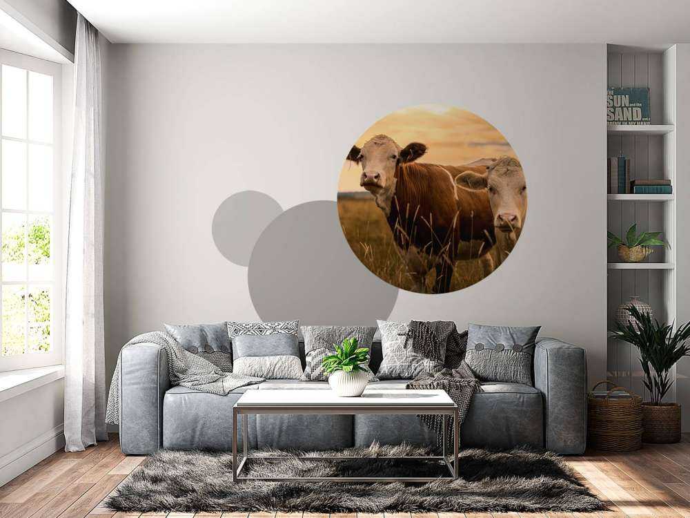 Krowy w wieczornym słońcu