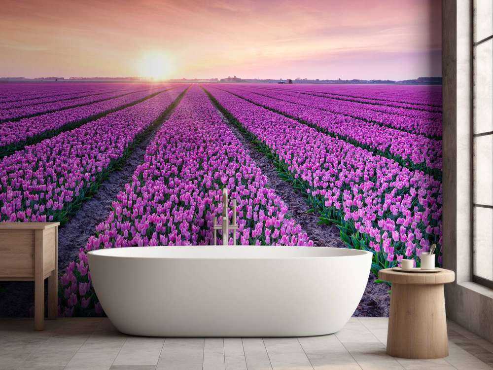 Pole tulipanów o wschodzie słońca