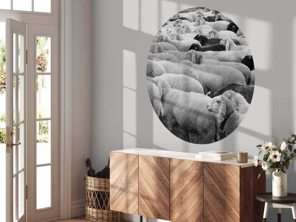 Czarna i biała owca