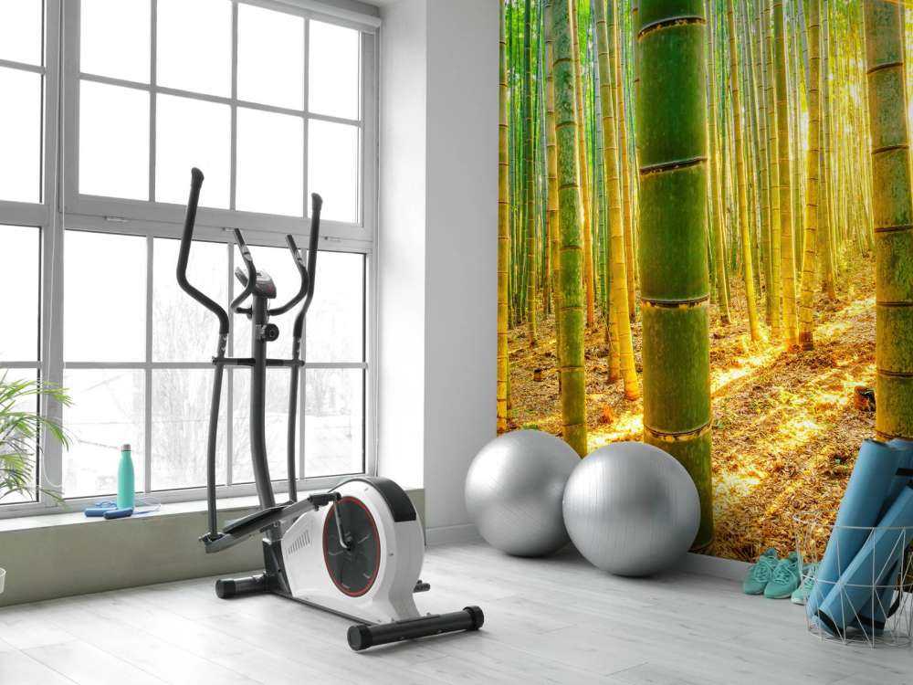 Las bambusowy o wschodzie słońca