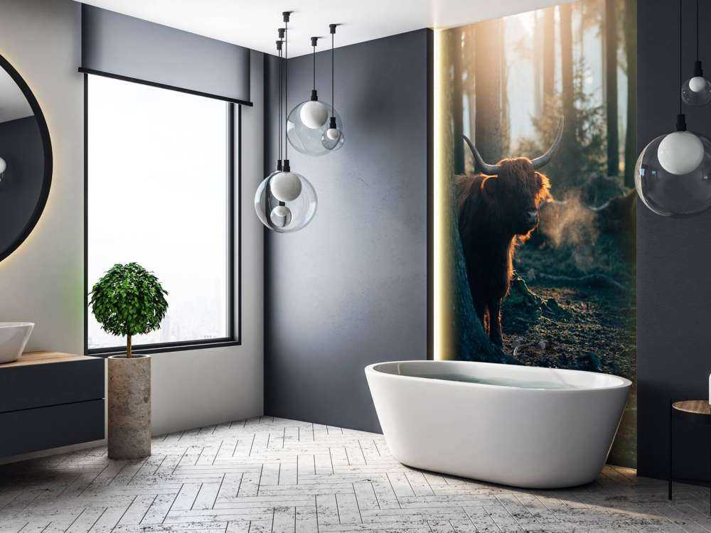 Szkocki byk w porannym świetle