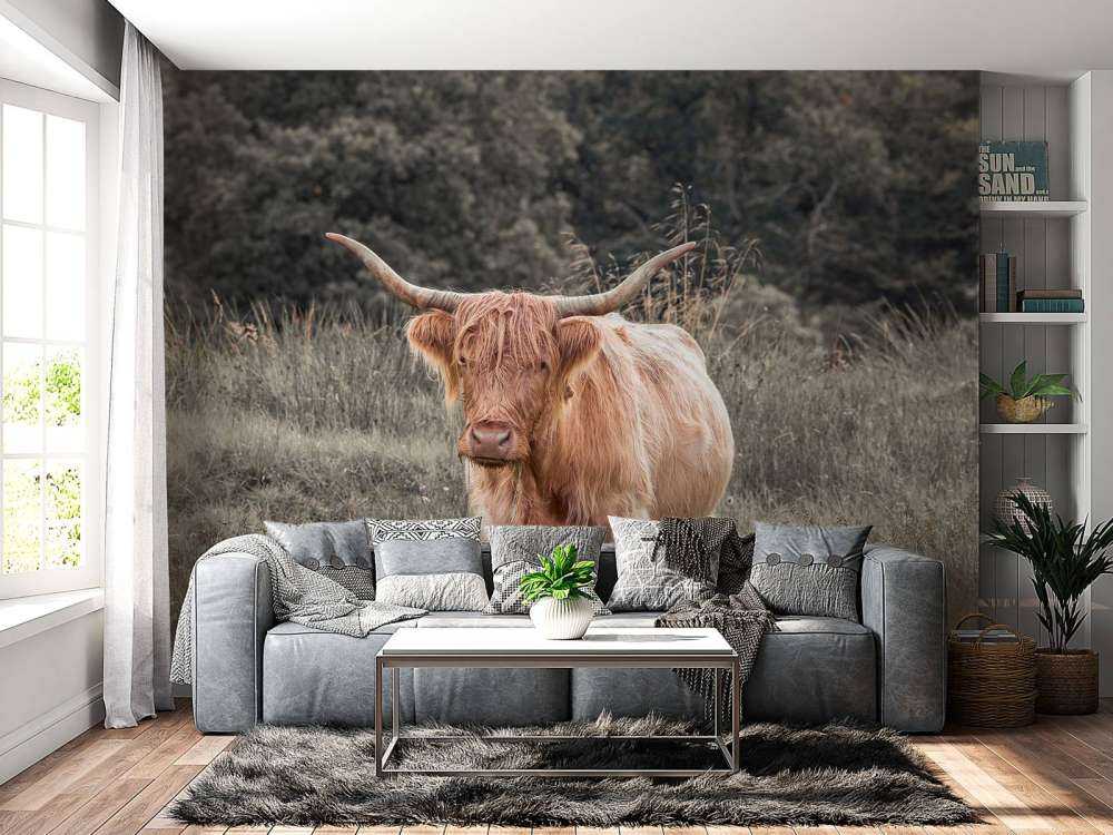 Szkocki wyżyn na polu