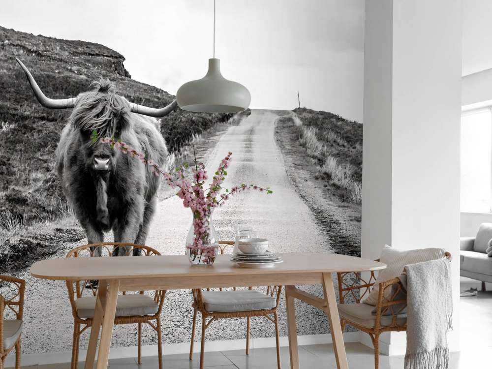 Szkocka rasa wyżynna na drodze