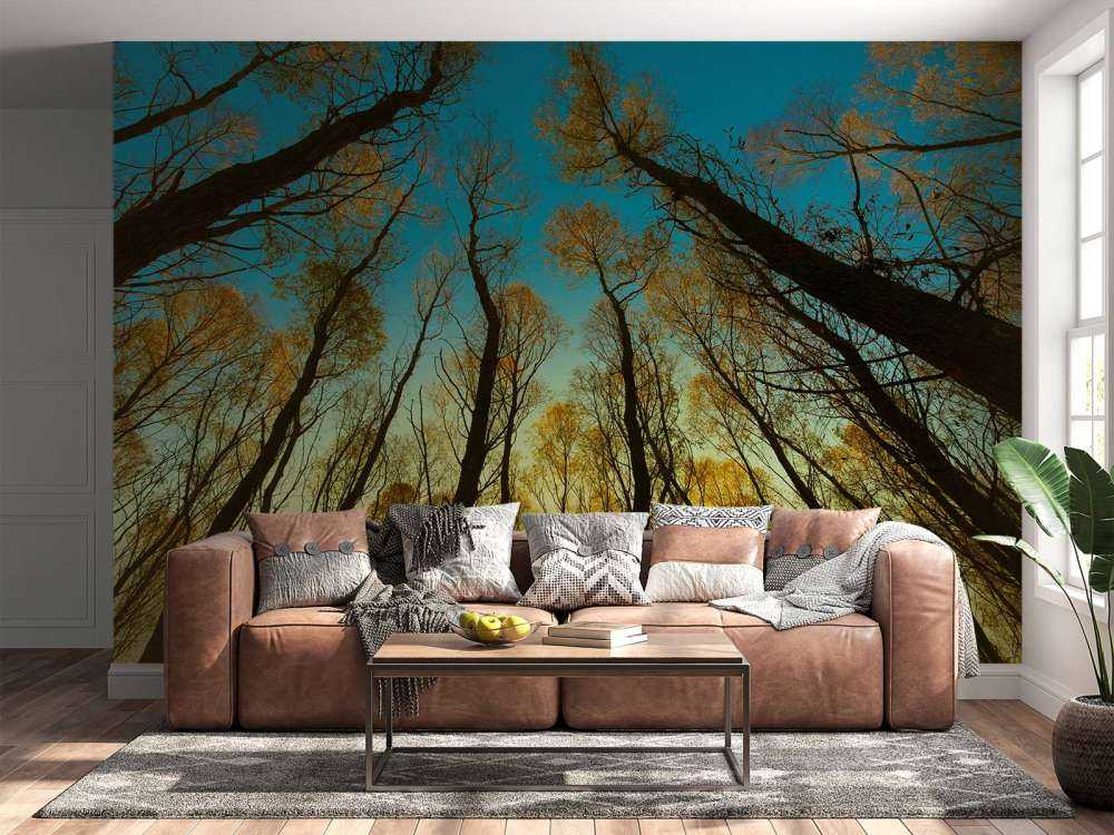 Wschód słońca między wysokimi drzewami