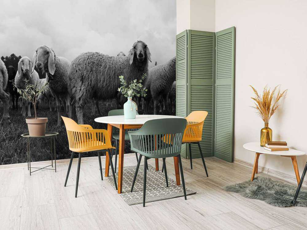 Stado owiec w czerni i bieli
